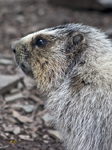 Hoary Marmot Glacier N.P. 3999